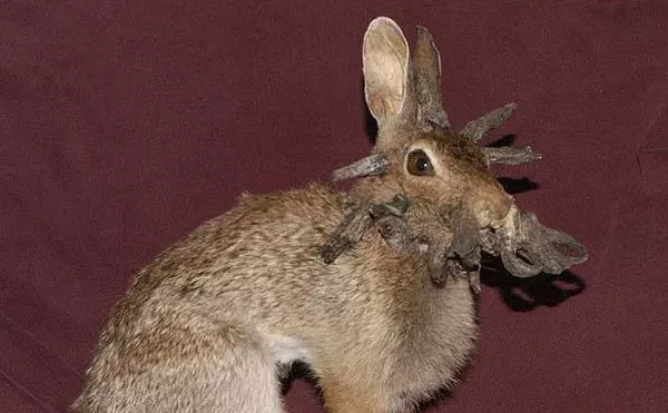 Image: Virus Makes Wild Colorado Rabbits Grow Horns, Tentacles