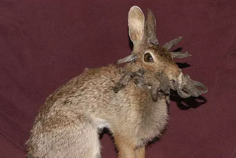 Image: rabbit with cottontail rabbit papillomavirus horns