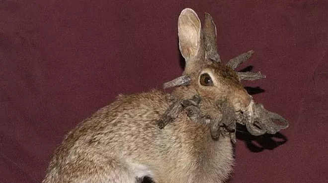 rabbit with cottontail rabbit papillomavirus horns