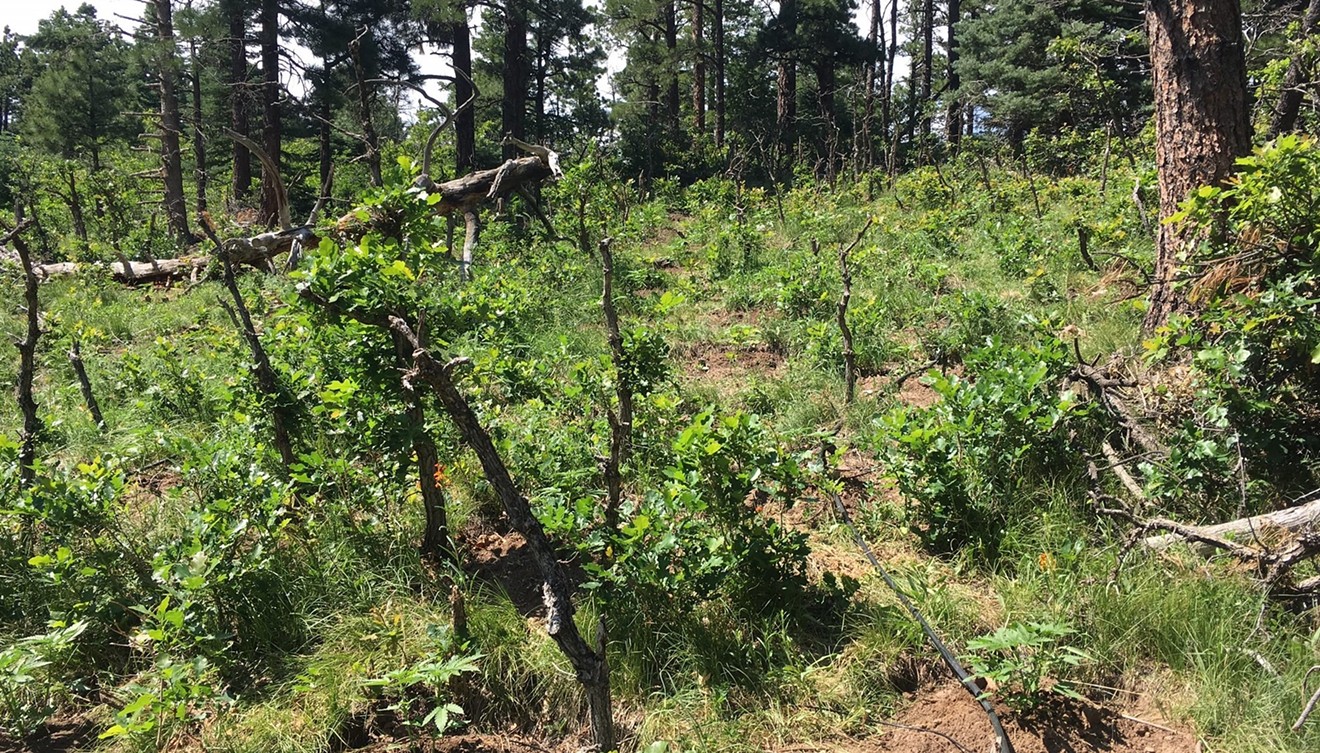 An illegal marijuana grow in Pueblo County that was raided in late June.