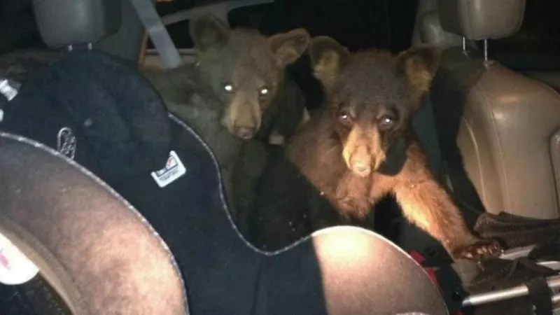 Image: All the photos in this post are drawn from a 2015 Colorado Parks and Wildlife analysis of human-bear conflicts accessible below.