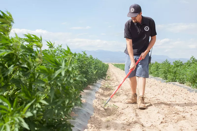 Image: Veritas Farms cultivation manager Chris Heuston surveys his soil at the company's Pueblo hemp farm.
