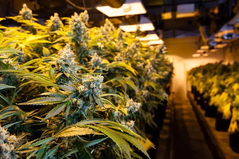 Image: Anyone who says cannabis isn't seasonal must live in Arizona.