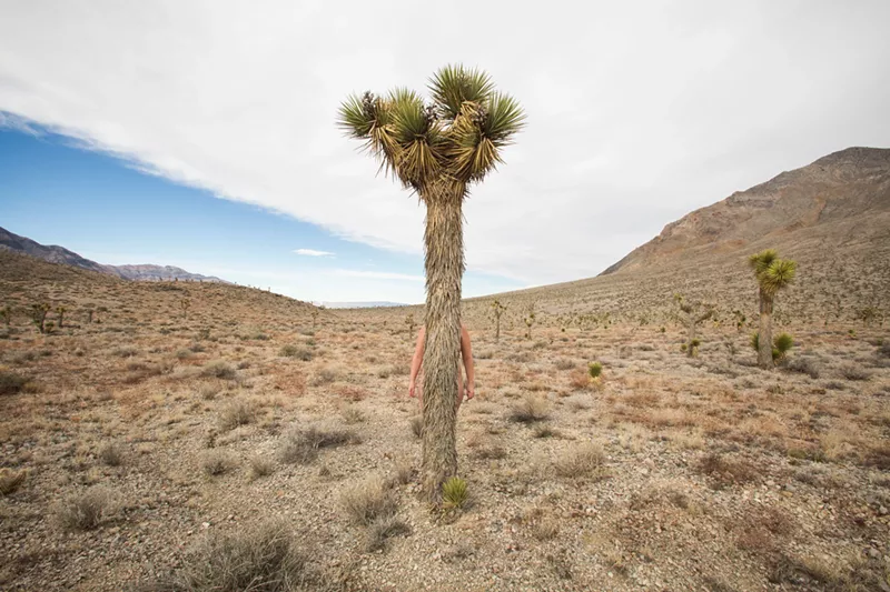 Image: A still from Subtle Appearances: Joshua Tree.