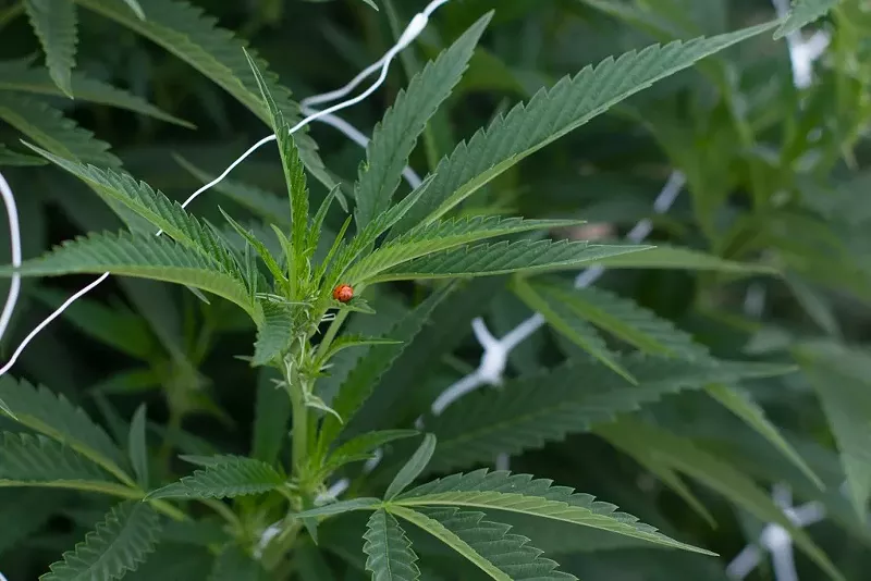Image: A ladybug protects the plants at the Nature's Gift Shop outdoor cultivation in Pueblo West.
