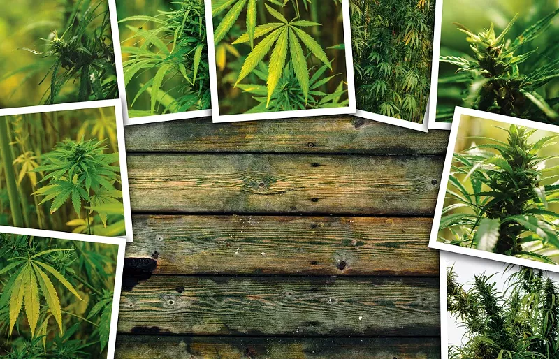 Image: Weed porn isn't just sexy, it's educational.