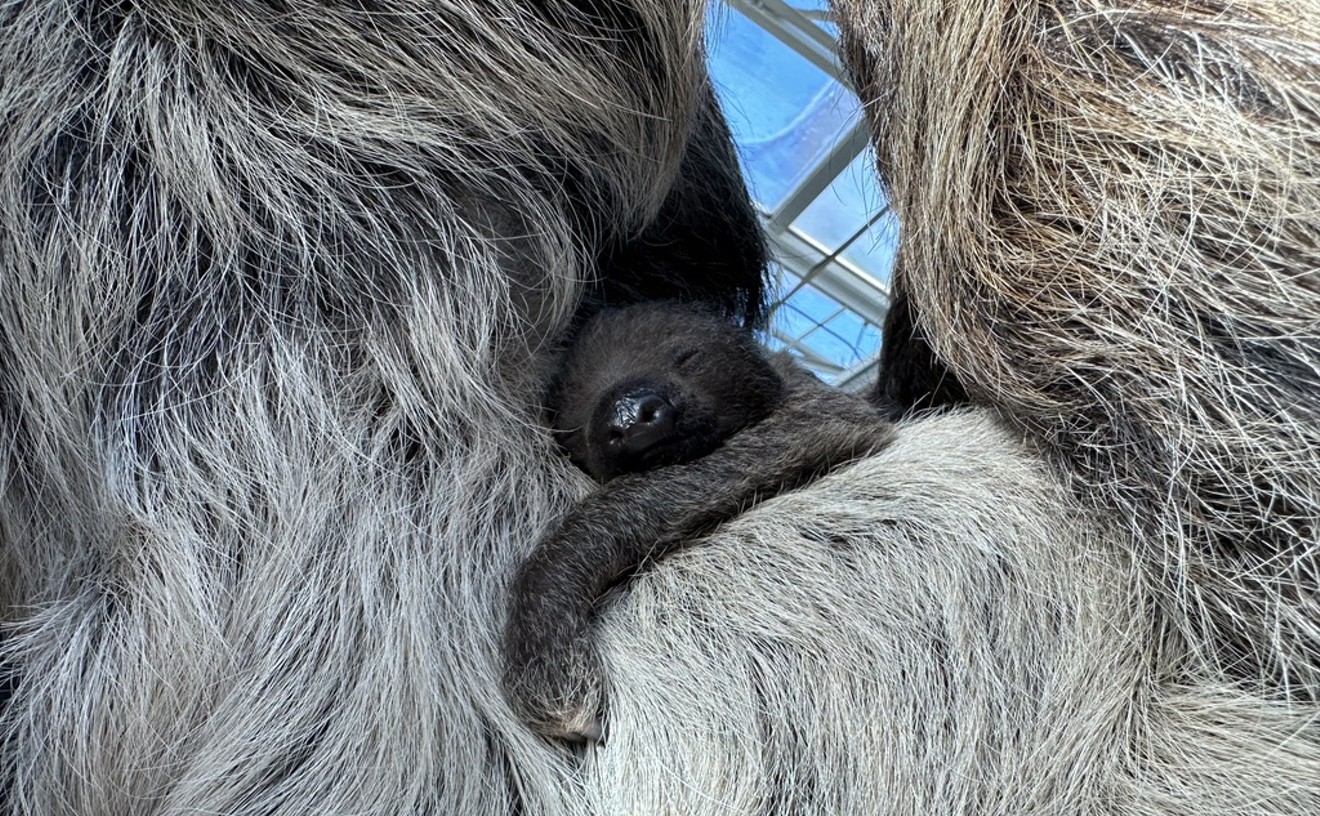 Welcome to the World: Eight Photos of the Denver Zoo’s Baby Sloth