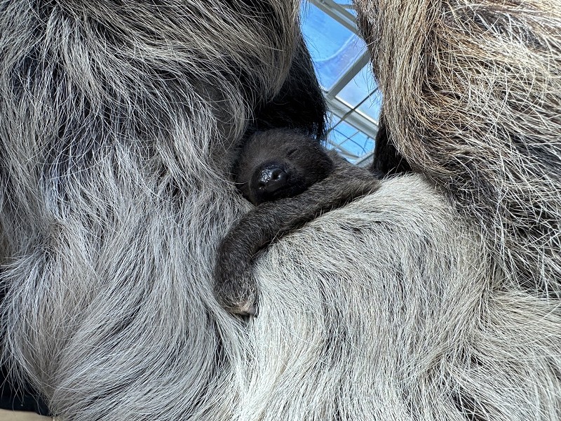The Denver Zoo welcomed a baby sloth to the world on January 26.