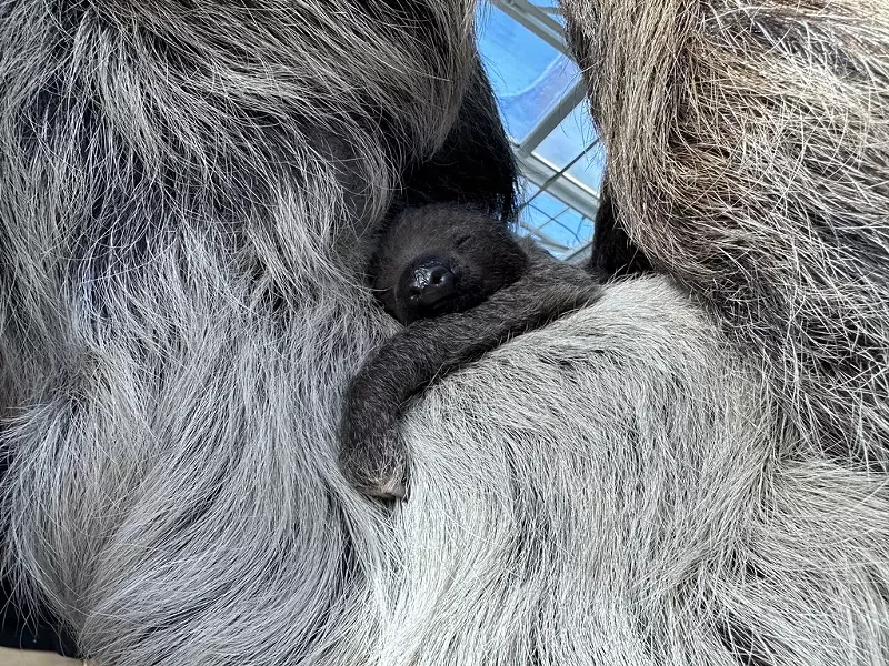 Image: A baby sloth clutches onto its mother.