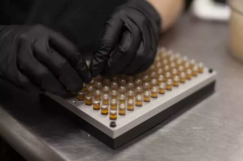 Image: A lab tech closes CBD capsules after they are filled.