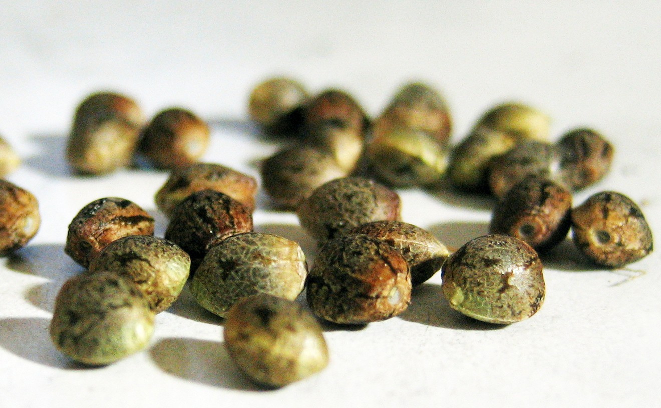 Things to Do With Weed Seeds — Other Than Grow Them