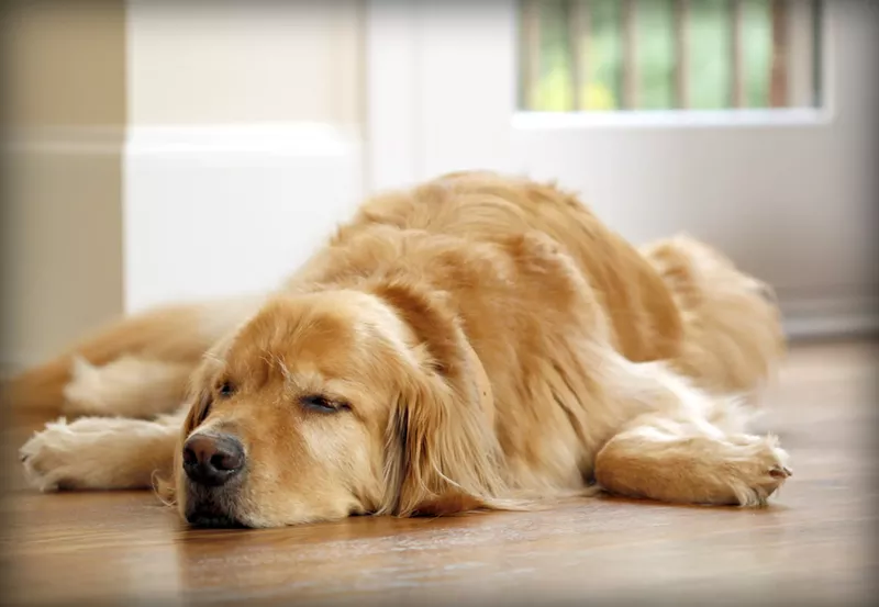 Image: Dogs sleep heavily after ingesting marijuana, but they'll still require attention.