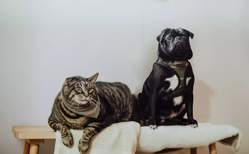 Image: What to Do When Pets Get Into Pot, From Flower to Edibles to CBD
