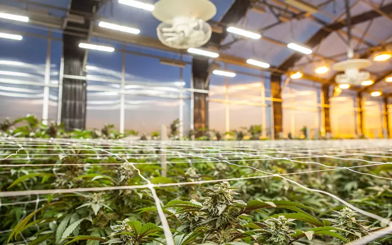Image: Marijuana research has been federally legal in Israel for decades.