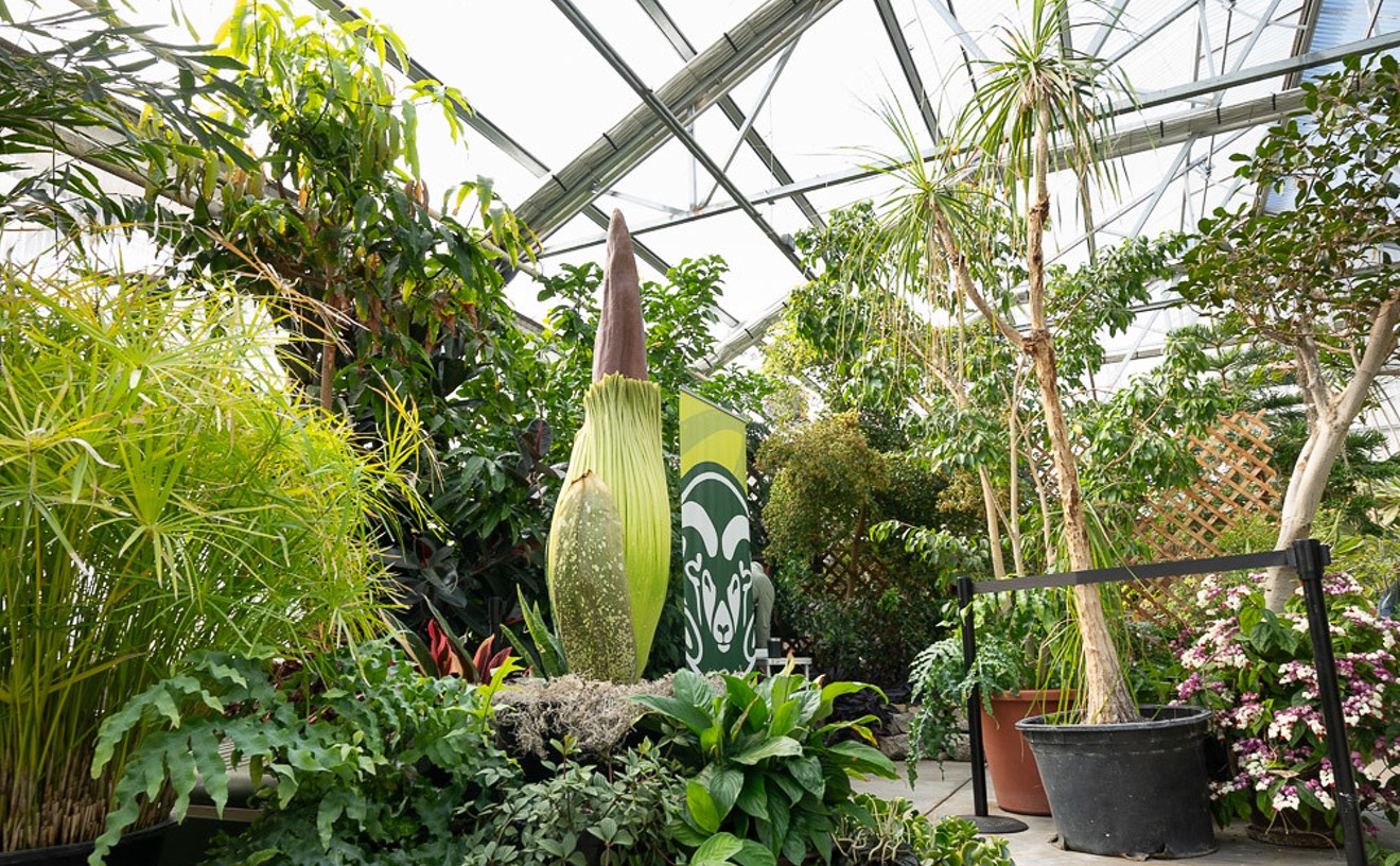 What's the Big Stink Over Cosmo, the Corpse Flower?