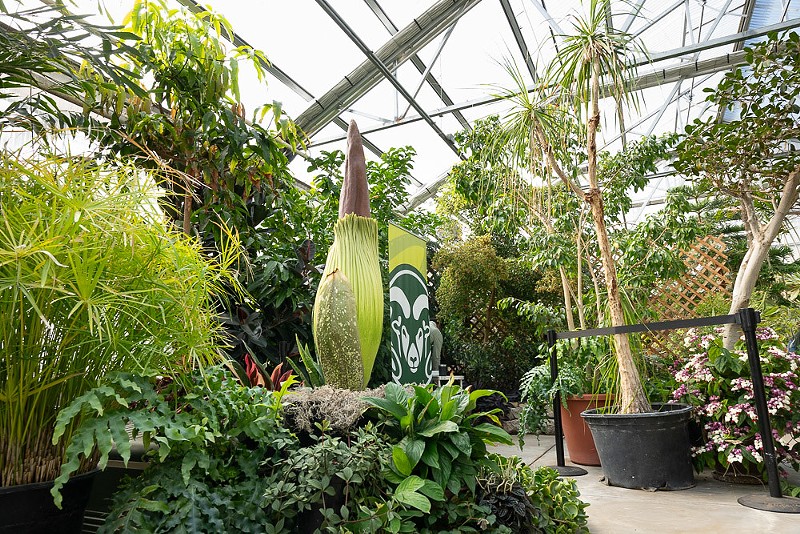 Colorado State University's corpse flower, Cosmo, is expected to bloom at some point over the holiday weekend.