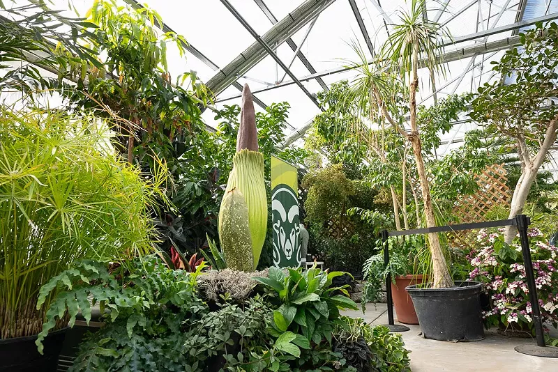 Image: Colorado State University's corpse flower, Cosmo, is expected to bloom at some point over the holiday weekend.