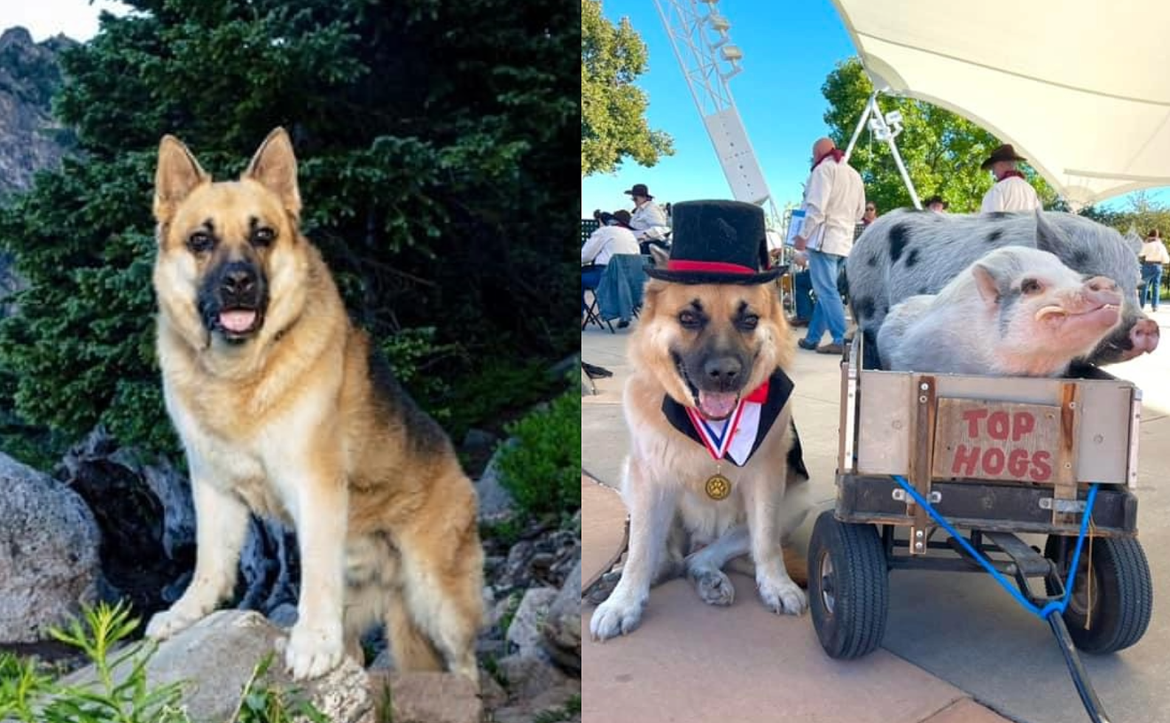 Whiskey, the First Dog Mayor of Lakewood, Dies at 9