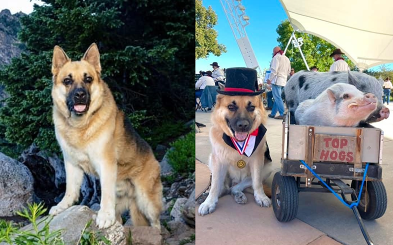Whiskey became Lakewood's first dog mayor in 2023.