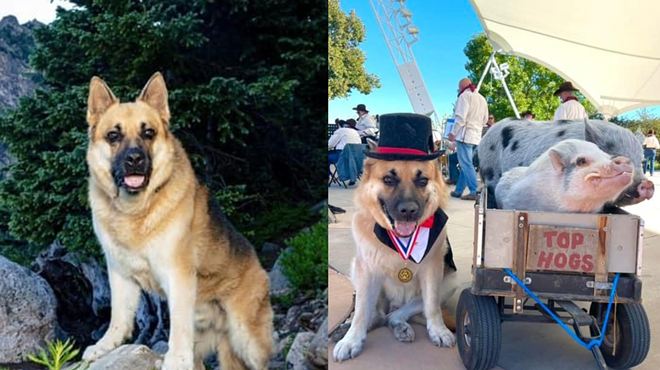 A German Shepherd poses with a top hat and bow tie next to pigs