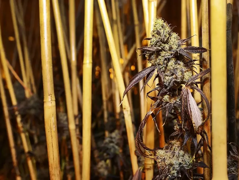 Image: Seasonal dips are expected during the winter in the marijuana industry, but the monthly changes pale in comparison to the prices and sales traffic from 2020.
