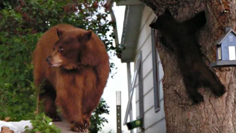 Image: Scenes like this one, as shared in a Colorado Parks and Wildlife video about safety in bear country, are becoming more common.