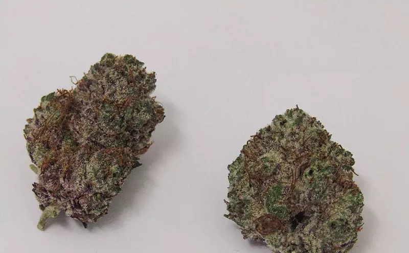 Image: Why Colorado Tokers Love Black Mamba