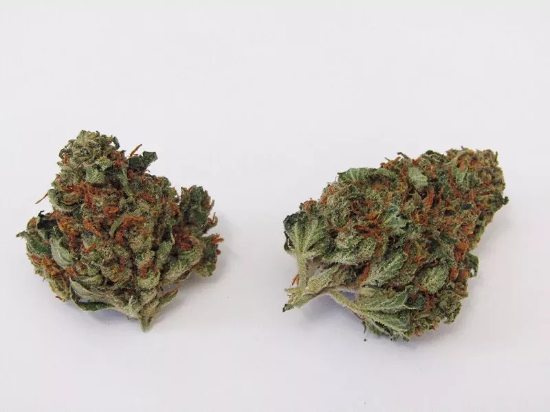 Image: Blue Dragon is a fire strain with a cold backhand.