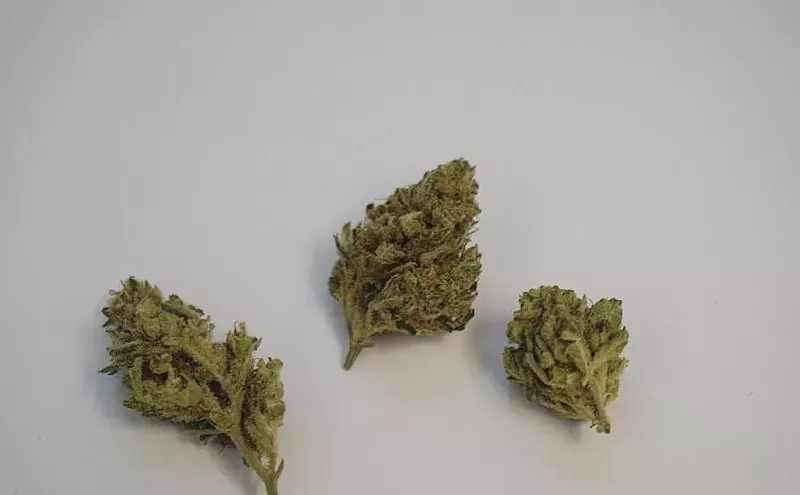 Image: Why Colorado Tokers Love Chocolope