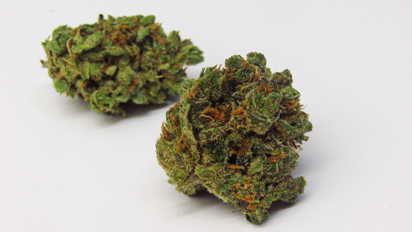 Crazy Glue: Why Colorado Tokers Love This Strain