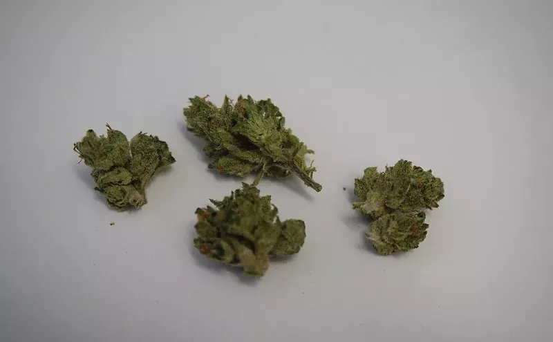 Image: Why Colorado Tokers Love Denver Maple