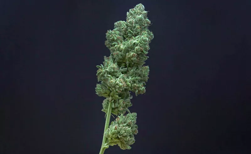Image: A cannabis branch with buds