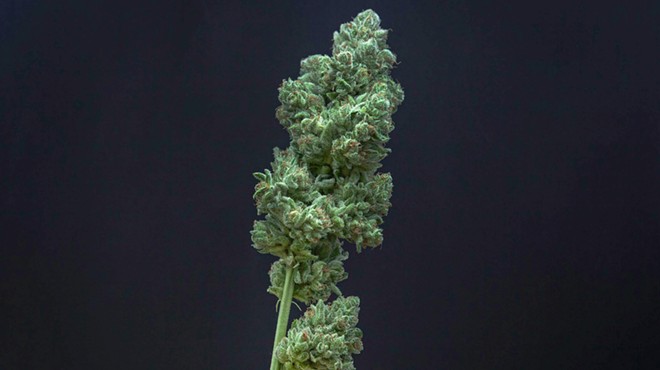A cannabis branch with buds