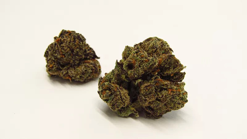Image: Gastro Pop cannabis strain