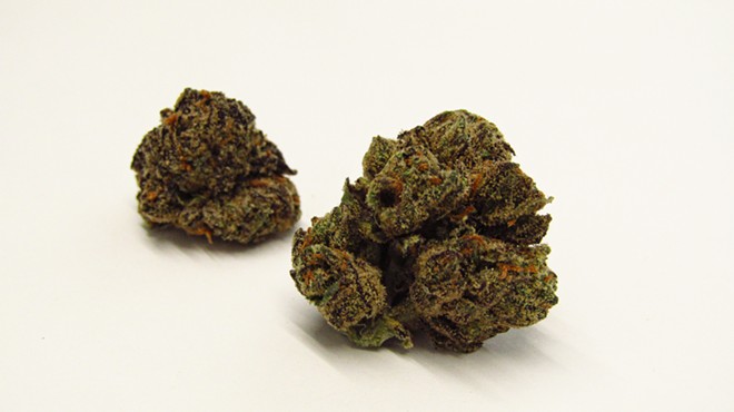 Gastro Pop cannabis strain