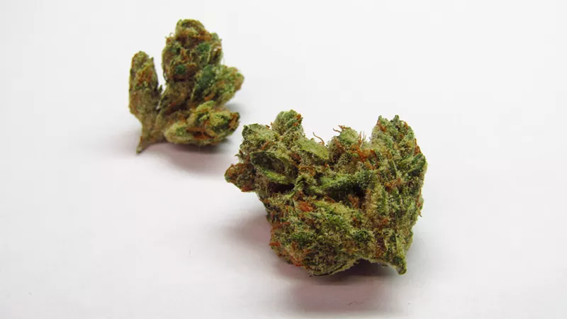 Image: Golden Glue isn't the stickiest weed, but it could be the stinkiest.
