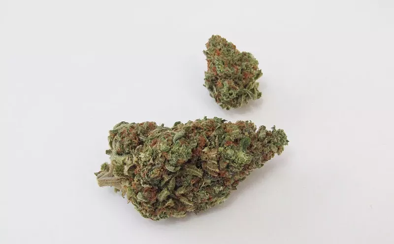 Image: Why Colorado Tokers Love Great White Shark
