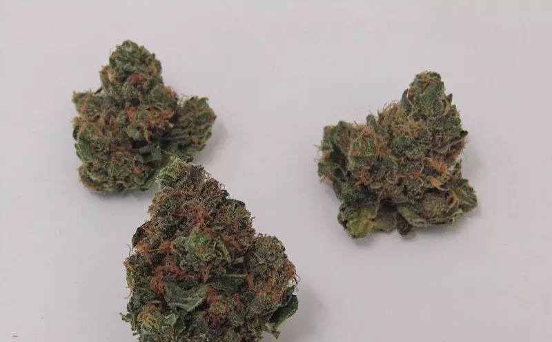 Image: Why Colorado Tokers Love Hash Plant