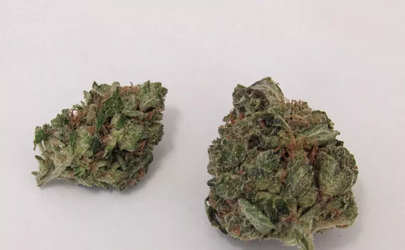 Image: Why Colorado Tokers Love Kong
