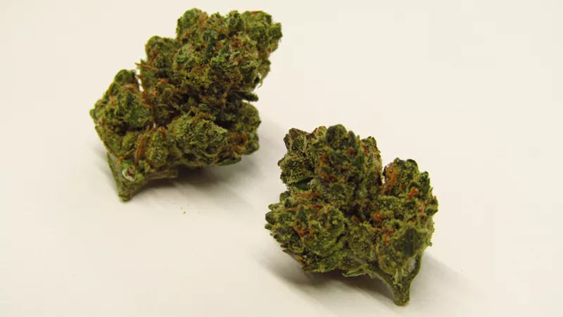 Image: Larry OG is one of the friendliest strains you’ll find.