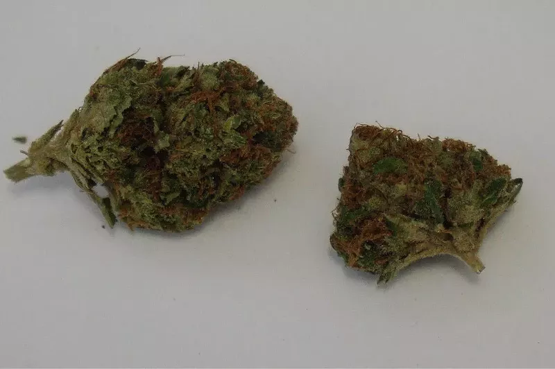 Image: Snowcap carries a blizzard of trichomes on its back.