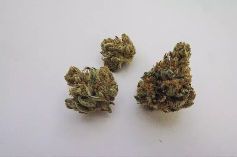 Image: WiFi OG's genetics come in loud and clear.