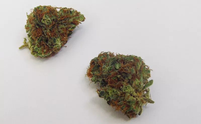 Image: Why Colorado Tokers Love...Randy Newman?