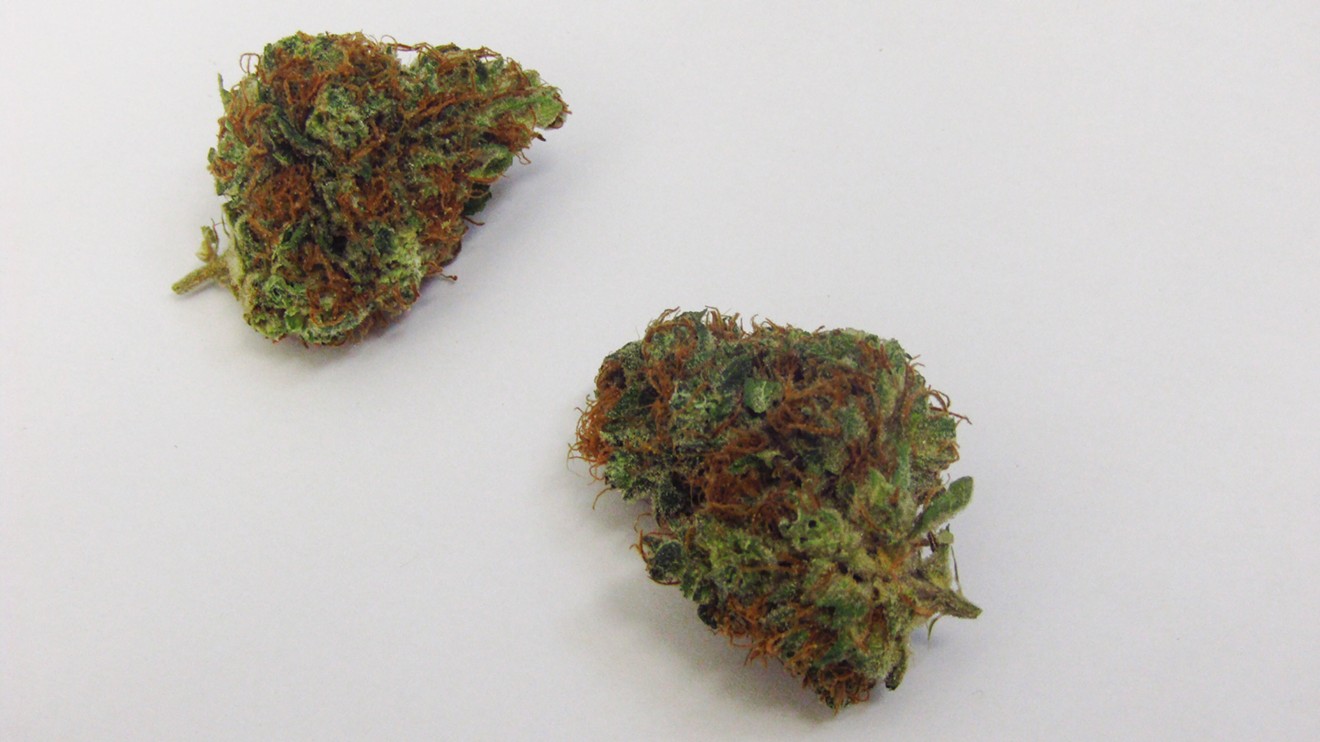 Crazy Glue: Why Colorado Tokers Love This Strain