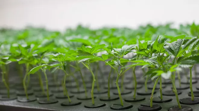 Cannabis clones