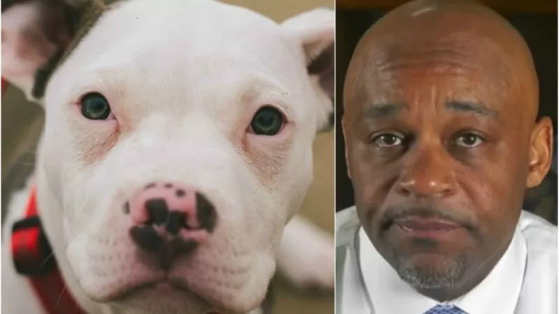 Image: Denver Mayor Michael Hancock has a big decision to make regarding pit bulls.