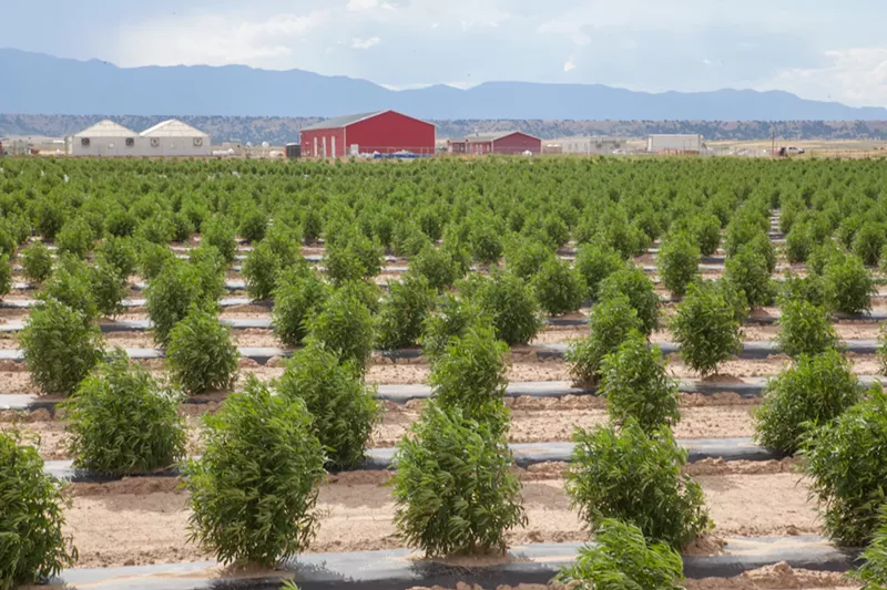Image: Veritas Farms is a sustainable hemp farm located in Pueblo, Colorado.