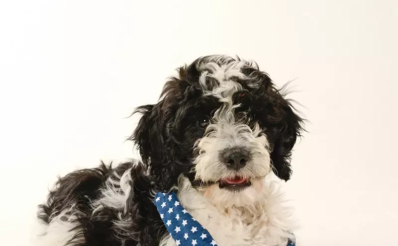 Image: Yankee Doodle Dandy: Welcome to the Dog Days of Summer