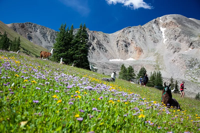 Image: Wildflowers, endurance running, medical aid stations...and llamas?
