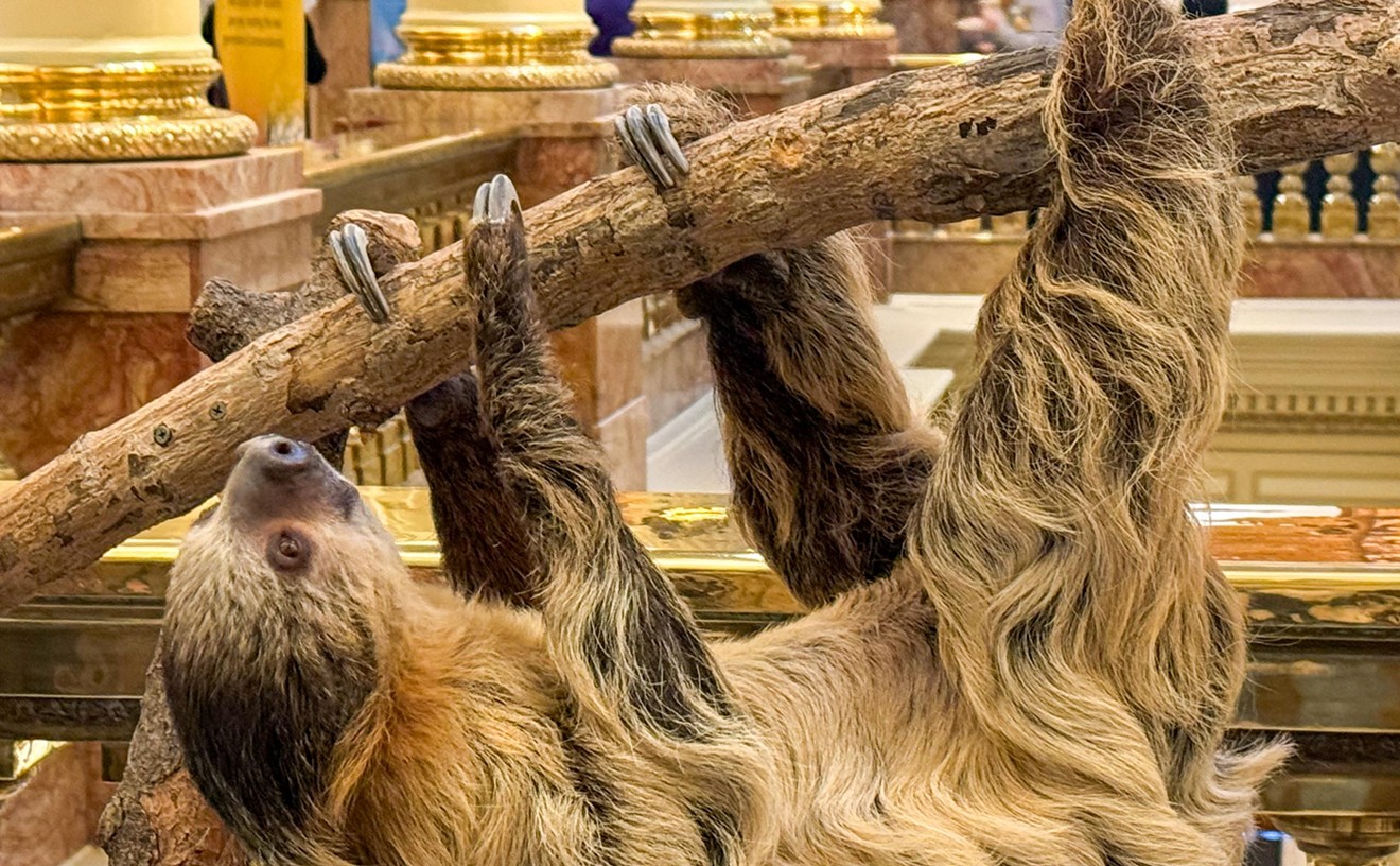 Zoo Day at the Capitol: Photos of Wookiee the Sloth and Friends